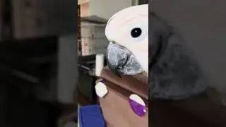 Misha’s Grand Adventure: Exploring Grandma’s House and Making Mischief! 🦜🏠