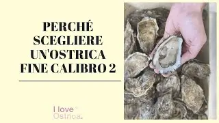 PERCHÉ SCEGLIERE OSTRICHE DI CALIBRO 2?
