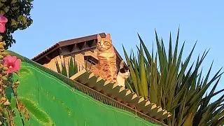 Мои питомцы коты. Здесь живёт любовь.