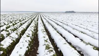 Japanese Farmers Defy Snowfall to Harvest Cabbage, Carrot, and Radish - An Amazing Feat!