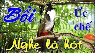 Chào Mào Kích Bổi Lên Lửa!.+ Luyện Chào Mào Hót Đấu Căng Lửa + Chào Mào Kích Trống Hót. chào mào đấu