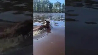 встреча с лосем на реке Пелым