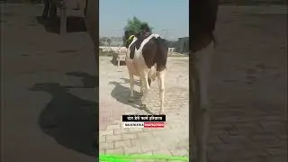 टॉप हरियाणातील गाई विक्रीसाठी उपलब्ध #hf_cow #shortsviral #मुक्त_गोठा