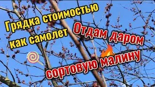 Отдам даром малину, выбираем материал для клубничных гряд, пересадила малину в феврале, юг, переезд.