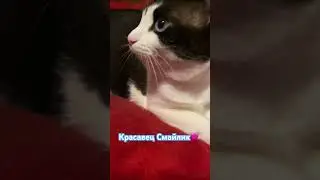 Какой красавец наш Смайлик!#котиксмайлик #smile #cat #любимчик #красавчик #маленькоечудо #mycat