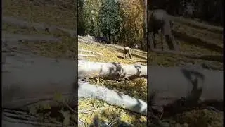beauty of karimabad chitral ❤️❤️