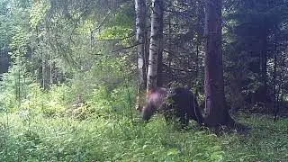 Медведь Ферапонт Висимский заповедник 09 08 17