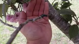 Cloning Ornamental Cherry Trees
