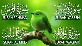 Best Quran Tlawat Surah Yaseen (Yasin) | Surah Rahman | Surah Waqiah | Surah Mulk