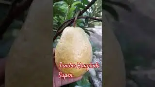 WAUW MANTAB 100% MATANG 