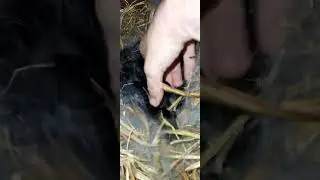 Имбридинг ( Голубоё Серебро ) сколько у неё крольчат.