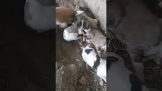 cute puppies #shorts