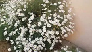 🧞‍♀️Bahçe yayın 1