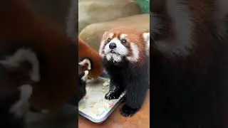 Things are going to get much better🥰🥰🥰#fy #fyp #trending #cute #adorable #redpanda #love