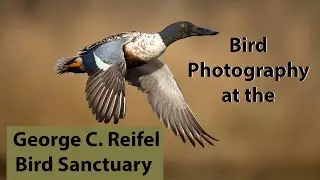 Waterfowl photography at the George Reifel Sanctuary, Vancouver.