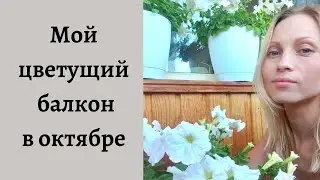 Мой цветущий балкон в октябре, 2022г.