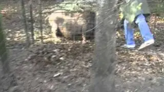 Pig Farm 2 - Feeding the Pigs