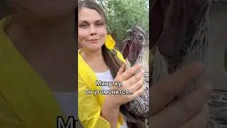 Лакеданзи серебро , ух🔥