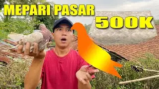 UNBESEK! MARKET PIGEON LASUNG TEST FLIGHT
