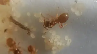 Зимовка Желтый земляной муравей Lasius Flavus - Hibernation  Lasius Flavus