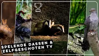 Spelende dassen, koekoek en vechtende vliegende herten | Zelf Geschoten | Vroege Vogels