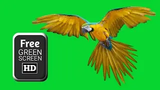 Green screen parrot video effects | parrot green screen flying | green screen parrot talking