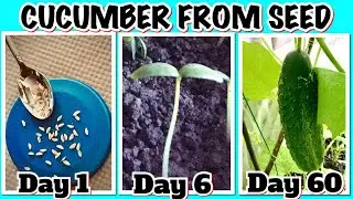 How to PLANT and GROW Cucumbers from SEED Start to Harvest- Easy 💯 RESULT