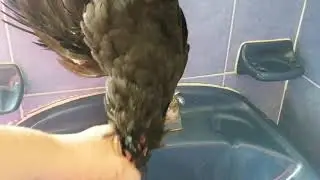 Cómo DESPLUMAR una GALLINA de RANCHO