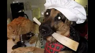 Funny Pictures A selection of funny photo edition 43