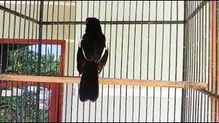 TIDAK SEPERTI MURAI, BURUNG INI HARGANYA SELALU STABIL DARI JAMAN MAJAPAHIT 😁‼️