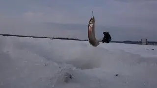 Кузомень корюшка март 2016г