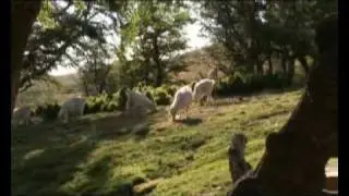 Pueblos originarios - 4 - MAPUCHES - Veranada e invernada
