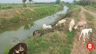 Jual Kambing,Domba,Suara Anak Kambing