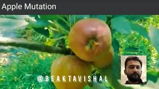 #Apple_mutation #beaktavishal @letsgrowapple #horticulture #Himachal