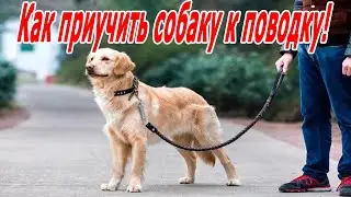 Как приучить собаку к поводку!