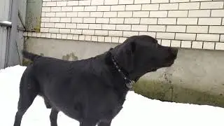 Лабрадор лает