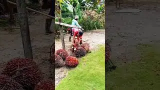 NIMBANG LAGI‼️MANTAP#shortvideo