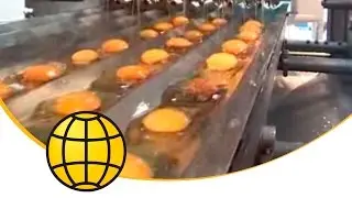 Egg Breaking and Separation: OptiBreaker Compact 6 with Egg Separation - SANOVO