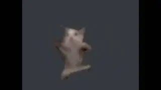 Gato bailando cancion chistosa de videos chistosos pero con la ardilla borracha