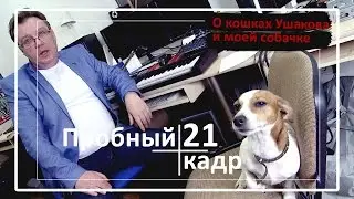Пробный кадр "О кошках Ушакова и моей собачке"
