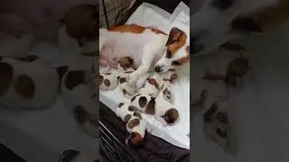 Рождение малышей