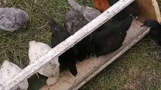 Картошка/ЦЫПЛЯТА/Река/и МНОГО красоты