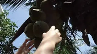 кокос