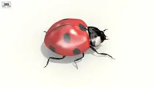 Ladybug Low Poly 3D model by 3DModels.org