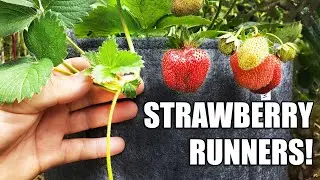 Strawberry Runners - The Definitive Guide