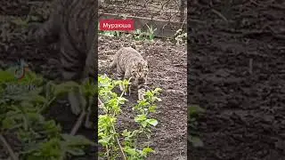Кот попал под дождь #невскаямаскарадная #тикток #tiktok