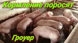 Чем кормлю поросят на гроуере!  Как готовлю корм! Какой премикс использую!