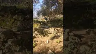 FARMER TILLING