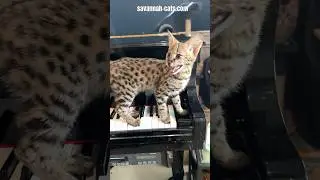 Savannah Cats for Sale | California