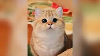 смешные котята - fun cats